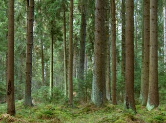 Obraz premium Green moss covering the roots of trees in a colorful autumn forest. The contrast between the green ground and yellow foliage shows the diversity of the forest ecosystem.