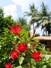 Beautiful red royal poinciana or flamboyant flower (Delonix regia) in summer