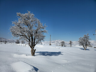 Obraz premium Winter landscape with leafless trees, faint tracks in the snow, distant hills, and a clear blue sky creating a calm rural winter scene. 📍Marivan, Kurdistan 
