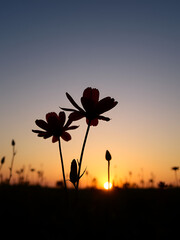 jesse s ipheion flowers silhouetted against a beautiful sunset background