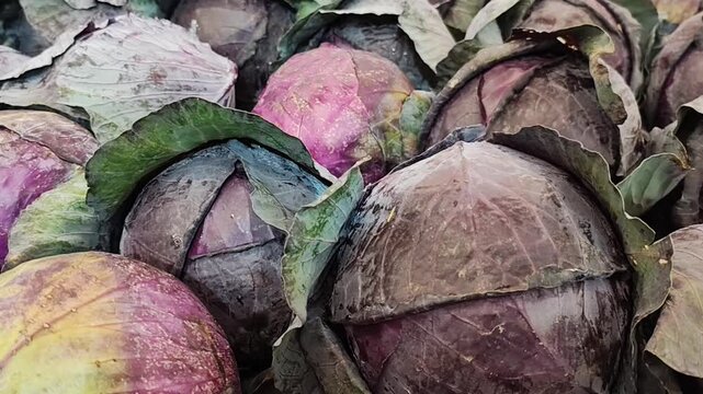 Repolhos roxos frescos com folhas crocantes no mercado