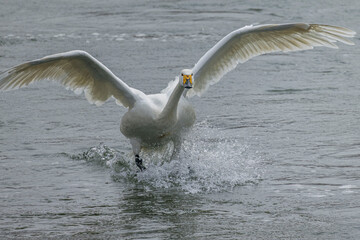 千曲川に着水する白鳥（コハクチョウ）