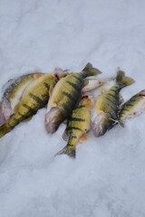 Ice fishing for perch 