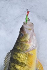 Ice fishing for perch 
