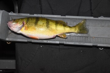 Ice fishing for perch 