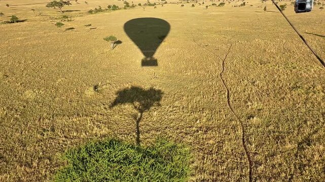 Hot air balloon gliding over the Serengeti passing over a beautiful tree with two other balloons seen in the sky in the distance 