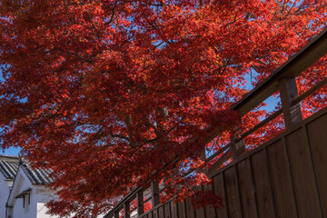 Japanese Maple Tree with Intense Red Foliage in Fall Season
