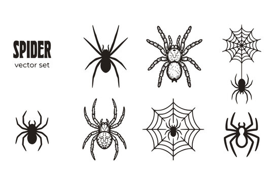 Spider Arachnid Spider-Web Spider-Silhouette Tarantula Web-Spider Spider-Insect Halloween-Spider Black-Widow Spider-Creature Vector Set - Spider Arachnid