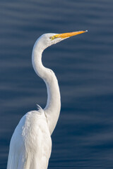 "A White Egret"