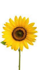 Naklejka premium Single, bright yellow sunflower with dark center, against black backdrop
