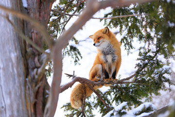 木に登るキタキツネ