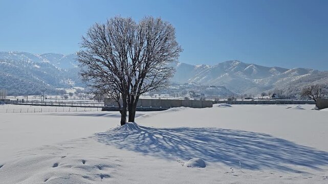 A lone tree casts a striking shadow in a vast snowy winter field, framed by majestic snow-capped mountains under a clear blue sky. Peaceful alpine serenity.
📍Marivan, Kurdistan 