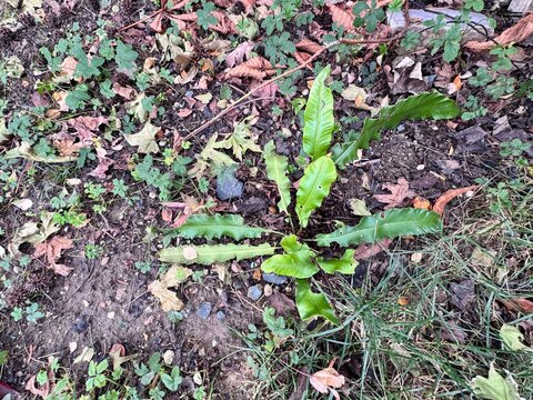 Asplenium scolopendrium, commonly known as hart&rsquo;s-tongue fern, with glossy strap-shaped evergreen fronds growing among rocks in shaded woodland garden setting.