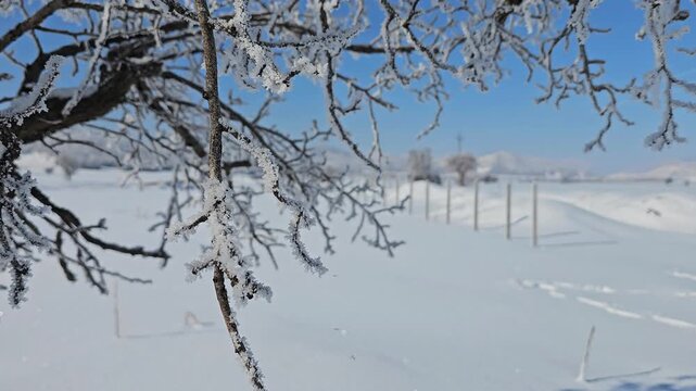 Winter landscape with frosted tree branches, deep snow, and distant fence posts under a clear blue sky creating a peaceful seasonal scene.  
📍Marivan, Kurdistan 