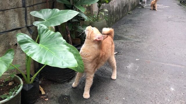 A cute orange tabby cat with American bob tail sniffing a large green plant leaf in an alleyway.