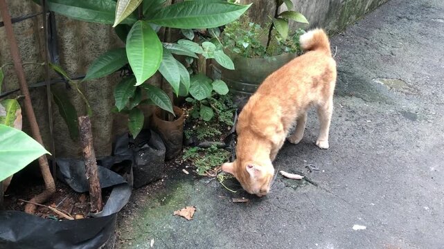 A small ginger cat with American bobtail sniffing the ground near potted plants in an outdoor setting.