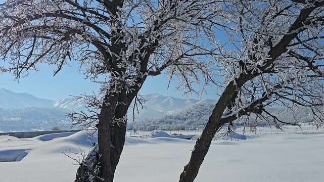 Snowy winter landscape with frosted trees, deep snow, and distant mountains under a clear blue sky creating a peaceful natural scene.  
📍Marivan, Kurdistan 