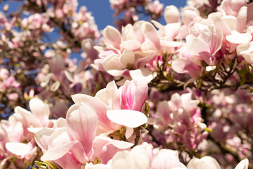 Obraz premium Beautiful magnolia flowers in full bloom springtime nature background