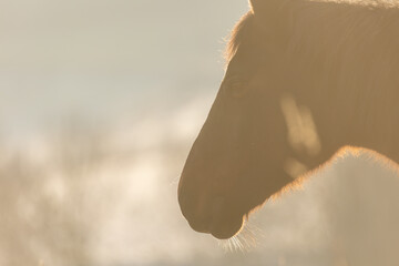 Pferdeatem im Gegenlicht