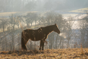 Pferdeatem im Gegenlicht