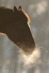 Pferdeatem im Gegenlicht