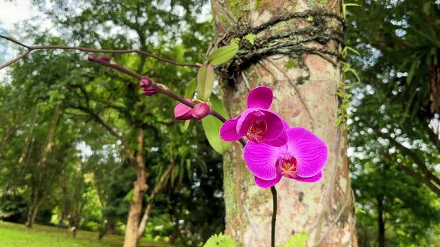 Pink orchid Phalaenopsis flowers in the garden