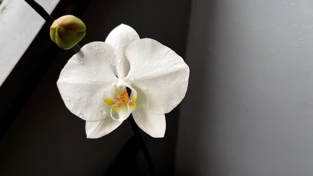 White orchid Phalaenopsis flowers. Closeup