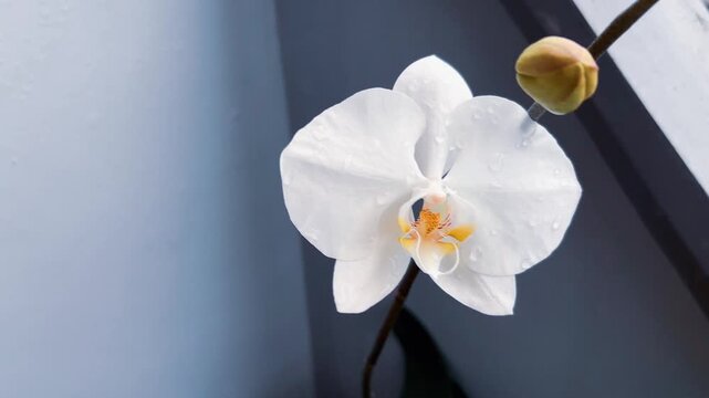 White single Orchid Phalaenopsis flowers. Close up