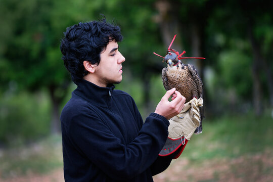 Falconry Peregrine Falcon