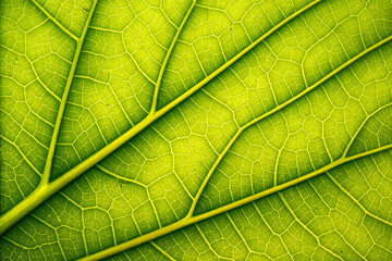 Obraz premium green leaf texture green leaf macro close up of green leaf