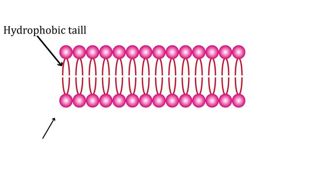 Lipid bilayer structure Diagram isolated on a white background. animated Video 4k.