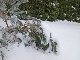 gałązka sosny pokryta śniegiem © EwaAF