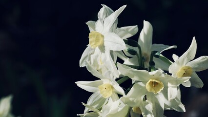 Fototapeta premium Close-up of White and Yellow Daffodils in Sunlight