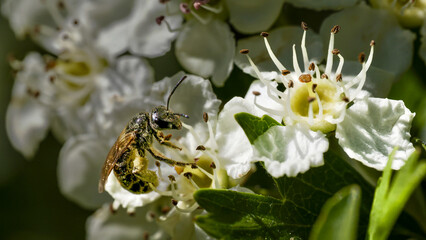 Busy Bee Pollinating White Hawthorn Flowers © Miguel Ángel RM