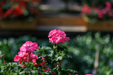 Fototapeta premium A close-up of pink geraniums in full bloom.