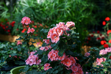 A close-up of pink geraniums in full bloom.