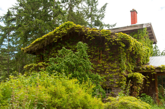 Canada, BC, Saltspring Island.  Ivy covered house