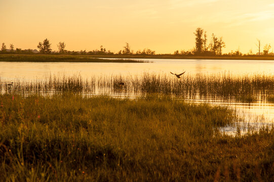 Canada, BC, Delta.  A duck coming in for a landing in the Fraser River Estuary, Ladner marsh.