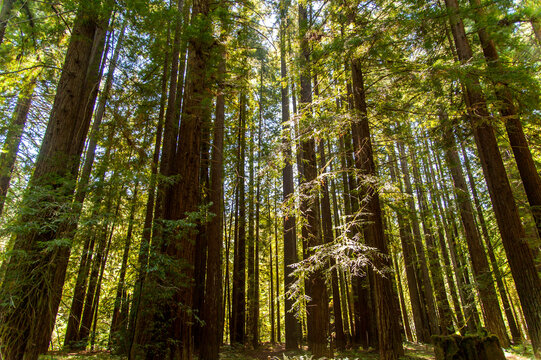 USA, California, Elk.  Beautiful stand of sequoia in Navarro River Redwoods State Park. 