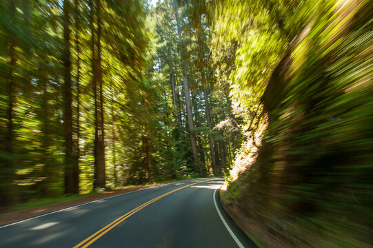 USA, California, Elk.  State route 128 through the Navarro River Redwoods State Park. 