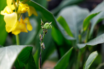 Obraz premium A close-up of a green Canna lily bud in growth.