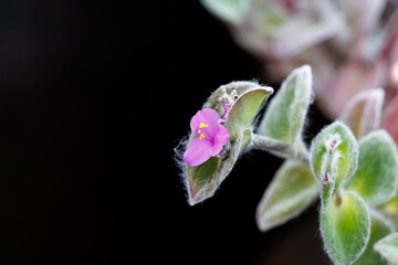 A close-up of purple Tradescantia sillamontana (Cobweb Spiderwort) flowers in full bloom.