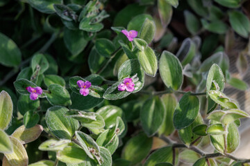 Naklejka premium A close-up of purple Tradescantia sillamontana (Cobweb Spiderwort) flowers in full bloom.