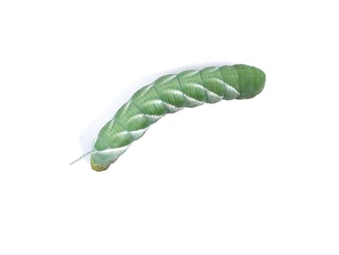 Tobacco hornworm caterpillar (Manduca sexta) isolated on white background. Perfect for educational, biological, or agricultural use