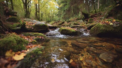 Obraz premium Scenic stream in a lush forest