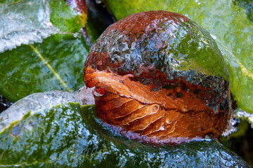 abstract ice shape of a helm with intricate hues and ripple effect