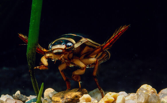 Great Diving Beetle - Dytiscus marginalis Sardinia, Italy
