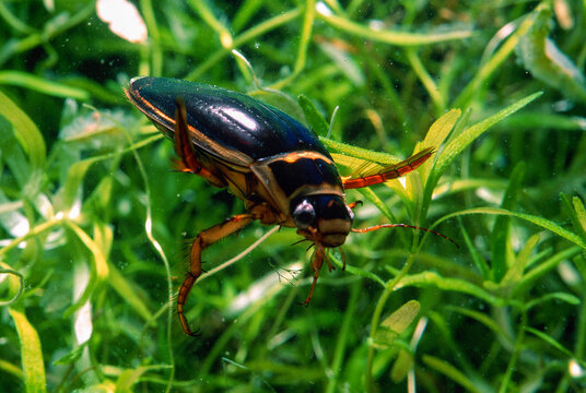 Great Diving Beetle - Dytiscus marginalis Sardinia, Italy