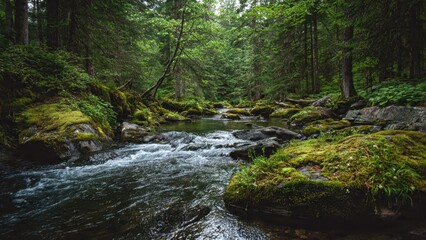 Obraz premium Stream flowing through a lush green forest