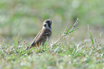 Close-up of a common house sparrow perched on vibrant green grass with a soft blurred nature background.